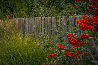 View of red flowering plants on land