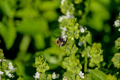 Close-up of bee pollinating on flower