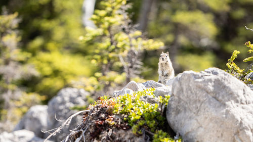 Curious chipmunk standing on the rock in the middle of forest, shot in kananaskis, alberta, canada