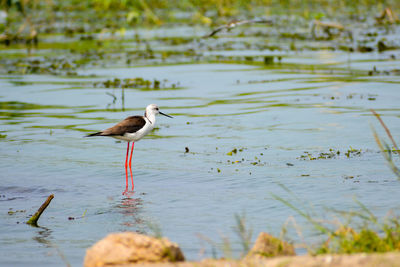 Side view of black-winged stilt bird on beach