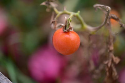 Close-up of cherries on tree