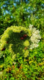 Close-up of insect on plant