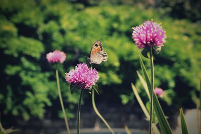 Close-up of butterfly pollinating on pink flower