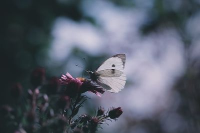 Butterfly perching on flower