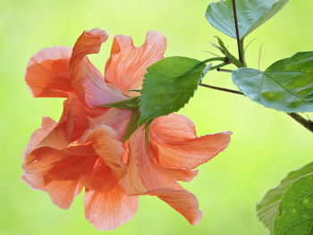 Close-up of hibiscus on plant