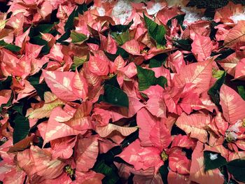 Full frame shot of red leaves