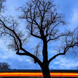 Bare tree against sky