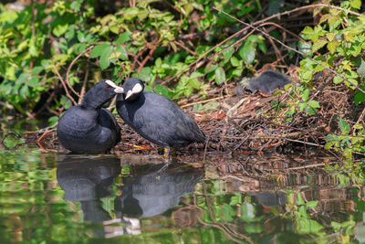 Birds perching on a lake