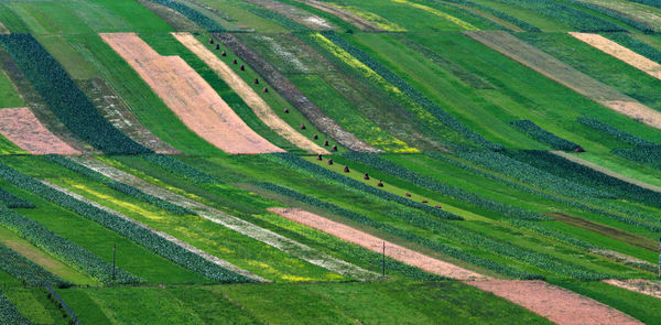 Full frame shot of agricultural field