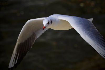 Close-up of swan flying over lake