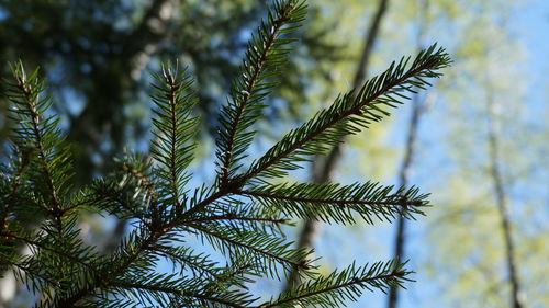 Low angle view of pine tree against sky