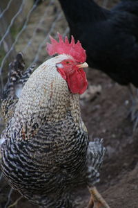 Close-up of cockerel