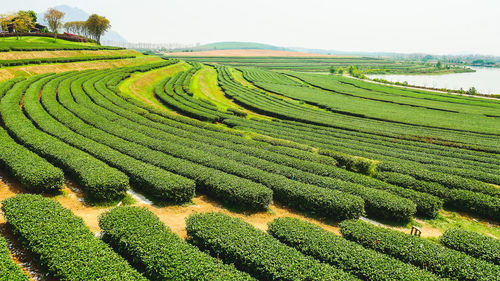 High angle view of tea crop farm