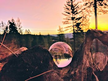 Close-up of reflection of trees against sky during sunset