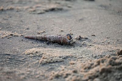 Close-up of lizard on sand