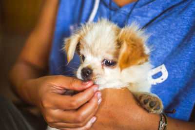 Low section of person holding puppy