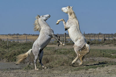 View of two horses on land