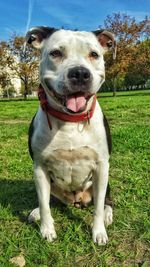 Close-up of american staffordshire terrier sitting on grassy field