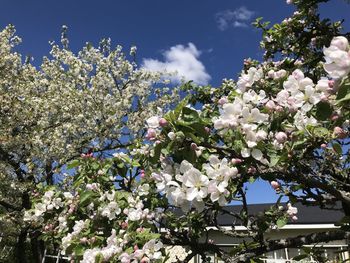 Low angle view of white flowering tree against sky