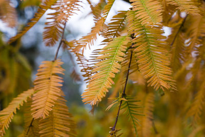Metasequoia glyptostroboides tree, autumn and fall tree close-up in tsinandali, kakheti, georgia