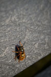 Close-up of insect