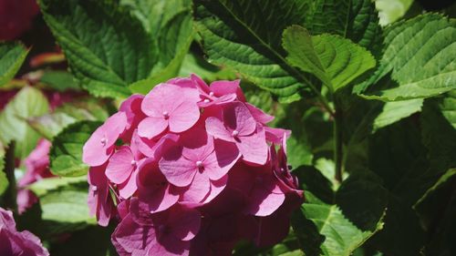 Close-up of pink flowering plant