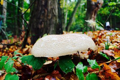 Close-up of mushroom growing in forest