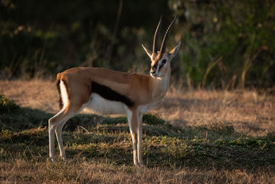 Thomson gazelle stands on savannah eyeing camera