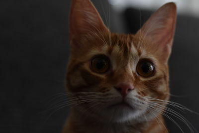 Close-up portrait of a cat