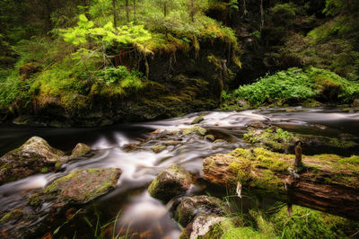 Scenic view of waterfall in forest