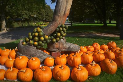 Pumpkins on tree