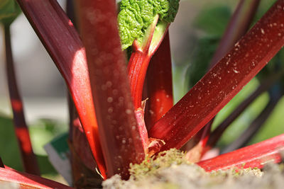 Close up of red rhubarb