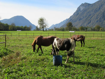 Horses grazing on grassy field