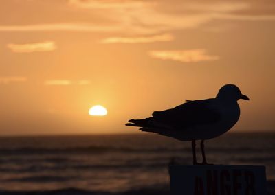 Silhouette bird perching on a sea