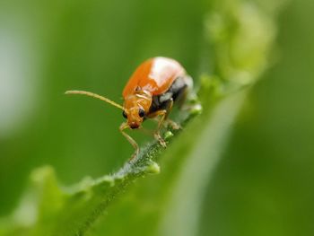 Close-up of insect on leaf