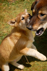 Close-up of dog on field