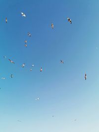 Low angle view of birds flying in sky