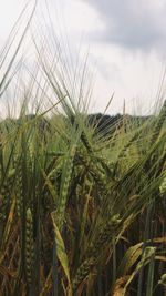 Close-up of stalks in field against sky