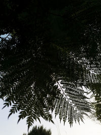 Low angle view of pine tree against sky