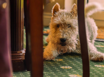 Portrait of dog relaxing outdoors