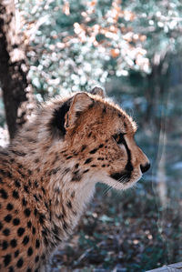 Close-up of cheetah looking away