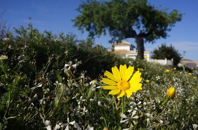 Close-up of yellow flowers blooming outdoors