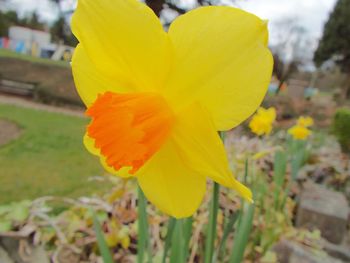 Close-up of yellow flower