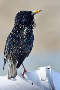 Close-up of a starling