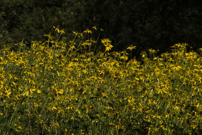 Close-up of yellow flowering plants on field