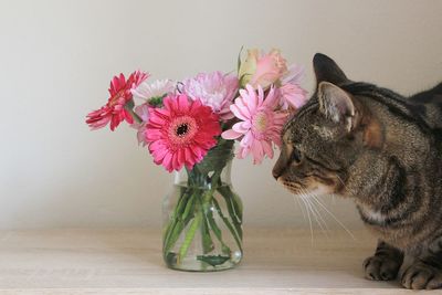 Cat and pink flowers in vase on table