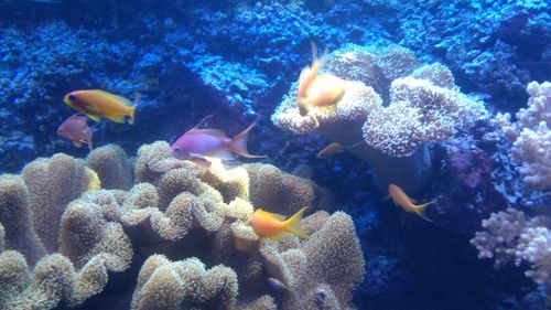 Close-up of coral in sea