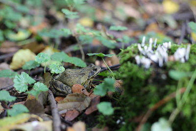 Close-up of mushroom growing outdoors