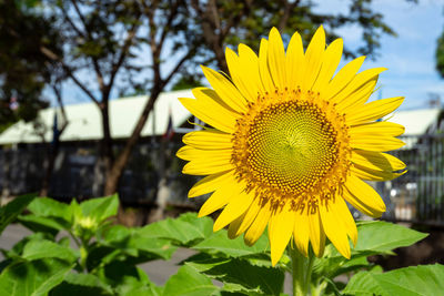 Close-up of yellow sunflower