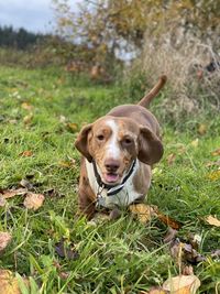 Portrait of dog on field